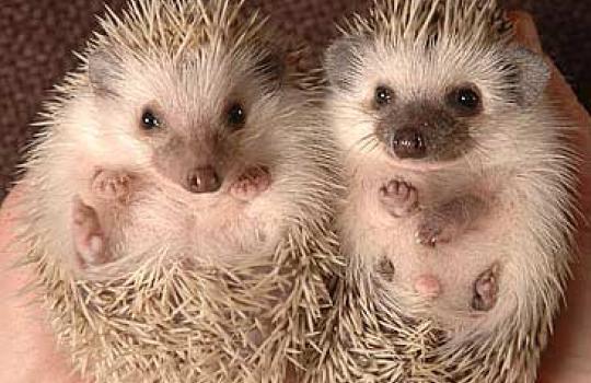 pygmy-hedgehogs